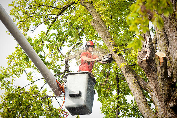 Best Tree Preservation Services  in Fort Myers Shores, FL